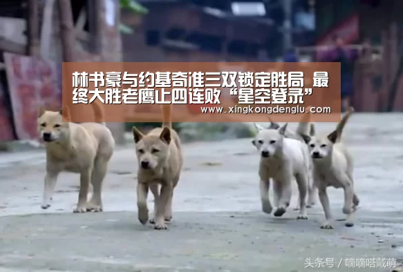 林书豪与约基奇准三双锁定胜局 最终大胜老鹰止四连败“星空登录”(图2) 星空平台