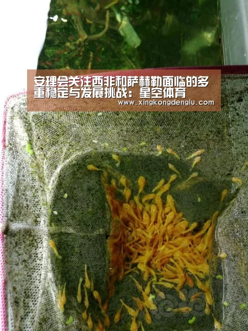 星空体育